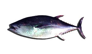 Atún RojoThunnus Thynnus