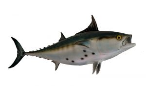 BonitoThunnus Alalunga