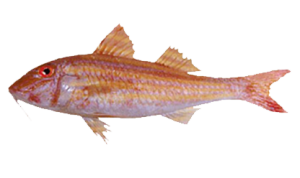 SalmoneteMullus