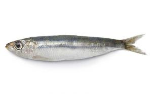 SardinaSardina pilchardus